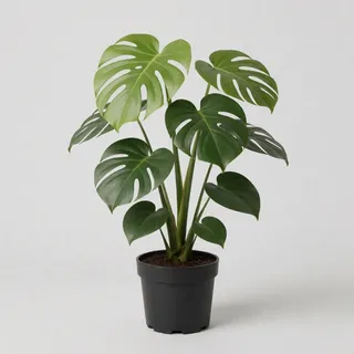 Reference 3: a monstera plant in a black pot on a plain grey background